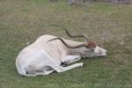 Addax