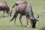 Fossil Rim Wildlife Center