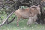 Kordofan aoudad