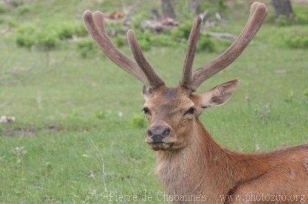 Red deer