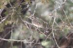 Lark sparrow