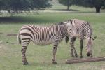 Hartmann's mountain zebra