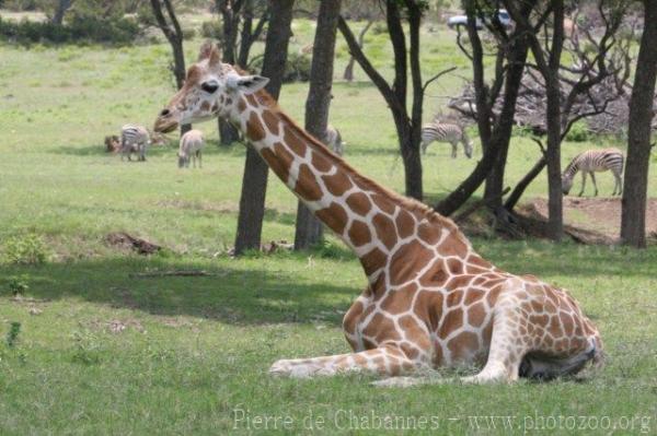 Reticulated giraffe