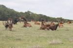 Southern sable antelope