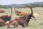 Southern sable antelope