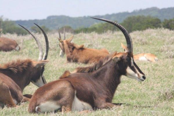 Southern sable antelope