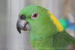 Yellow-naped amazon