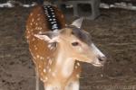 Chital