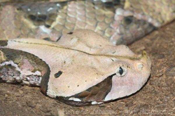 West-African gaboon viper