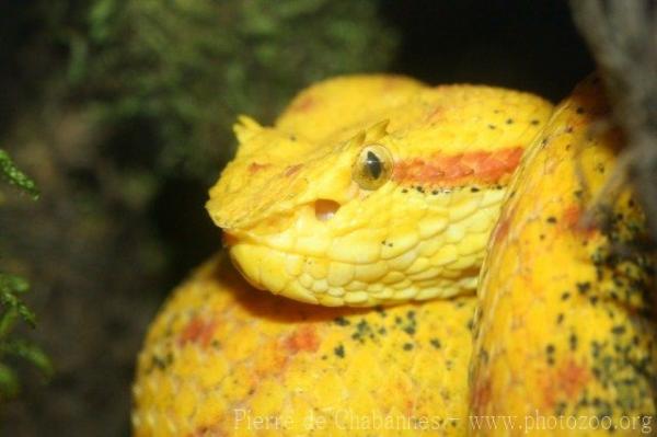 Eyelash palm viper