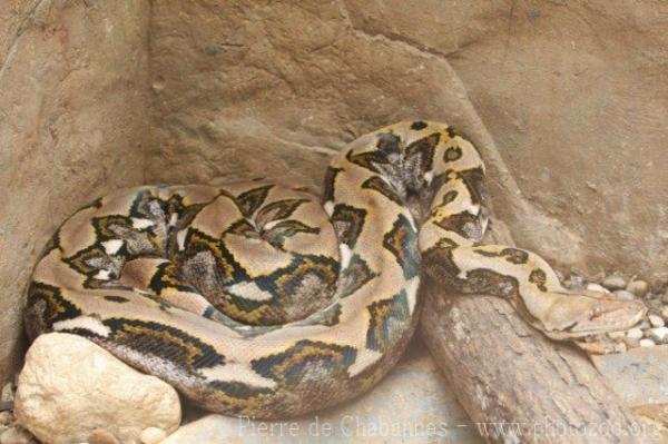 Reticulated python