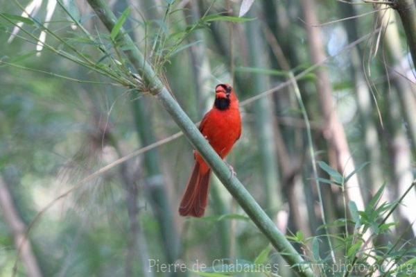 Northern cardinal