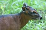 Western bay duiker