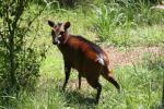 Western bay duiker