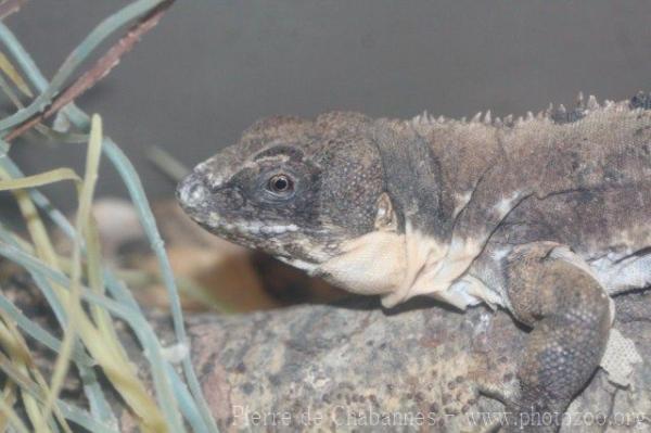 Five-keeled Spiny-tailed Iguana