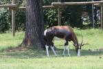 Bontebok