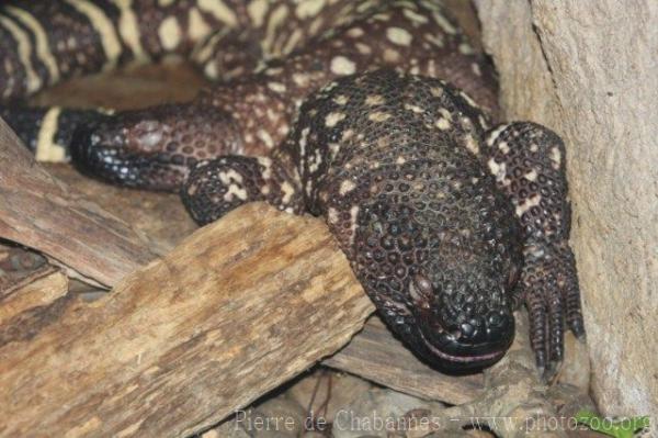 Rio Fuerte beaded lizard