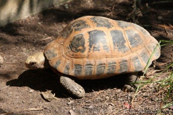 Elongated tortoise