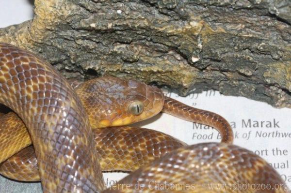 Ocellated cat-eyed snake