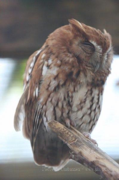 Eastern screech-owl