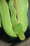 Green tree python