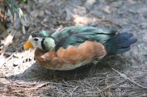 African pygmy-goose