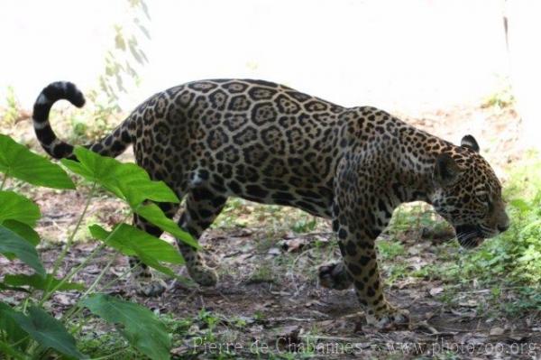 Jaguar