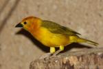 Taveta golden weaver