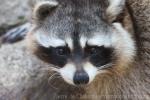 Northern raccoon