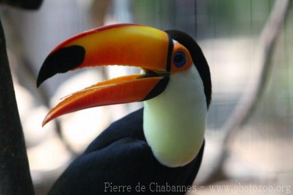 Toco toucan