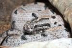 Western pygmy rattlesnake