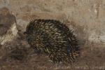 Short-beaked echidnea
