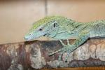 Biak tree monitor