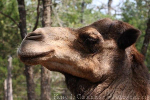 Bactrian camel