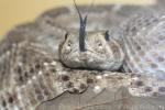 Western diamondback rattlesnake