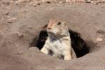 Black-tailed prairie dog