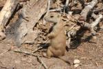 Black-tailed prairie dog