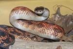 Western ratsnake