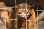 Kinkajou