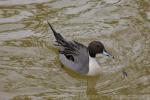 Northern pintail