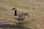 Canada goose