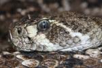 Western diamondback rattlesnake