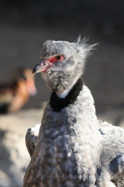 Southern screamer