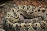 Northwestern Neotropical Rattlesnake