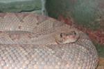 Aruba island rattlesnake