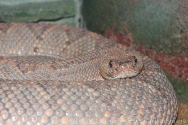 Aruba island rattlesnake