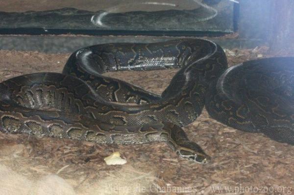 African rock python