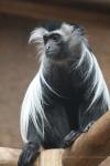 Angolan colobus