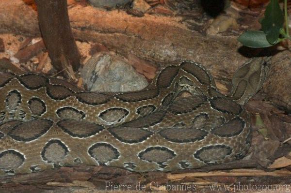 Western Russel's viper