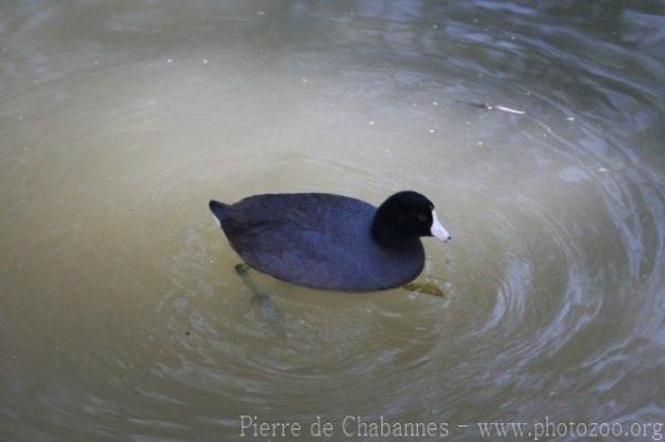 American coot